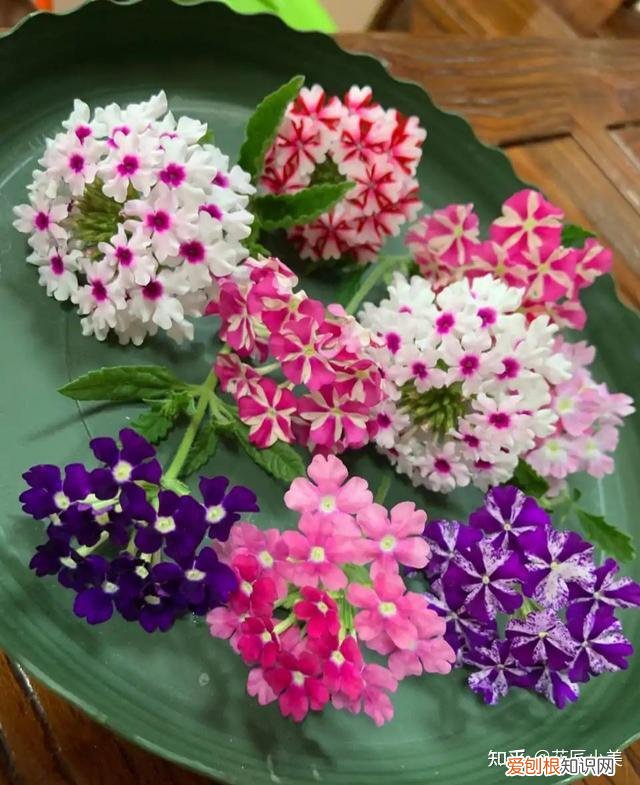 在阳台上养什么花最好养，“100种花”适合养在阳台上，一个比一个好看，还很好养护