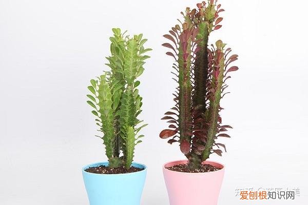 在阳台上养什么花最好养，“100种花”适合养在阳台上，一个比一个好看，还很好养护