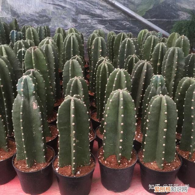 在阳台上养什么花最好养，“100种花”适合养在阳台上，一个比一个好看，还很好养护