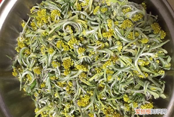 鼠曲草有几种品种，后面的那张照片是清明草的英文