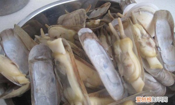 蛏子干的做法，蛏子干如何清洗才干净