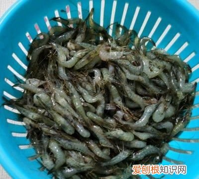 如何做韭菜炒河虾好吃