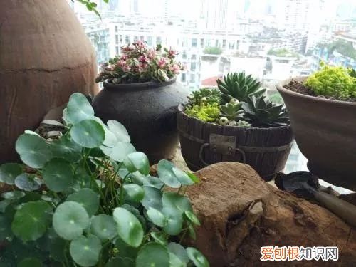 植物如何养,只要掌握这8种养植物方法,你也能从菜鸟分分钟变成老司机!