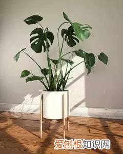 植物如何养,只要掌握这8种养植物方法,你也能从菜鸟分分钟变成老司机!