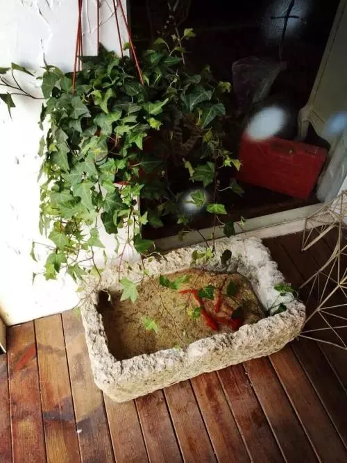 植物如何养,只要掌握这8种养植物方法,你也能从菜鸟分分钟变成老司机!