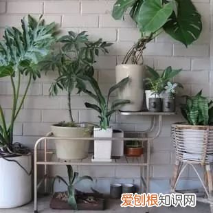 植物如何养,只要掌握这8种养植物方法,你也能从菜鸟分分钟变成老司机!