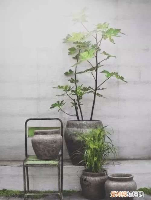 植物如何养,只要掌握这8种养植物方法,你也能从菜鸟分分钟变成老司机!