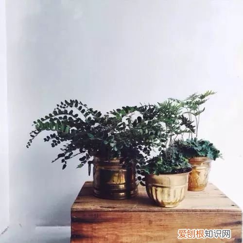 植物如何养,只要掌握这8种养植物方法,你也能从菜鸟分分钟变成老司机!
