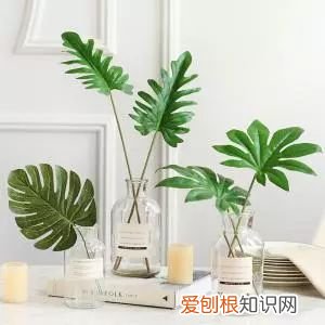 植物如何养,只要掌握这8种养植物方法,你也能从菜鸟分分钟变成老司机!