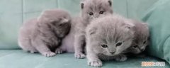 宝鸡哪里有宠物市场 宝鸡附近哪里宠物猫回收