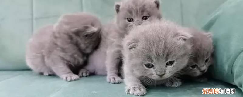 宝鸡哪里有宠物市场 宝鸡附近哪里宠物猫回收