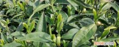 茶树种子的种植方法 茶树种子如何种植呢