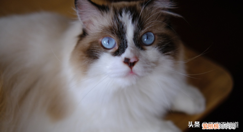 猫咪知识问答，知识科普，有趣的猫咪三问
