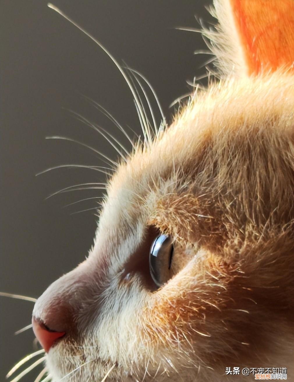猫咪知识问答，知识科普，有趣的猫咪三问