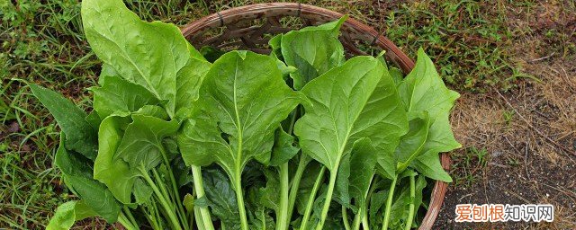 大量菠菜怎么保存时间长 大量菠菜如何保存时间长