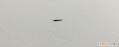怎么彻底消灭衣鱼虫 消灭衣鱼虫的经验