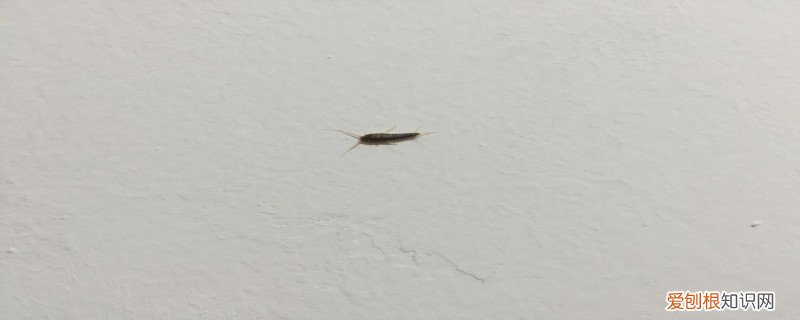 怎么彻底消灭衣鱼虫 消灭衣鱼虫的经验