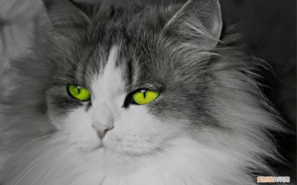 猫咪常见的几种病，养宠小知识：猫咪常见的七种疾病，你都了解吗？