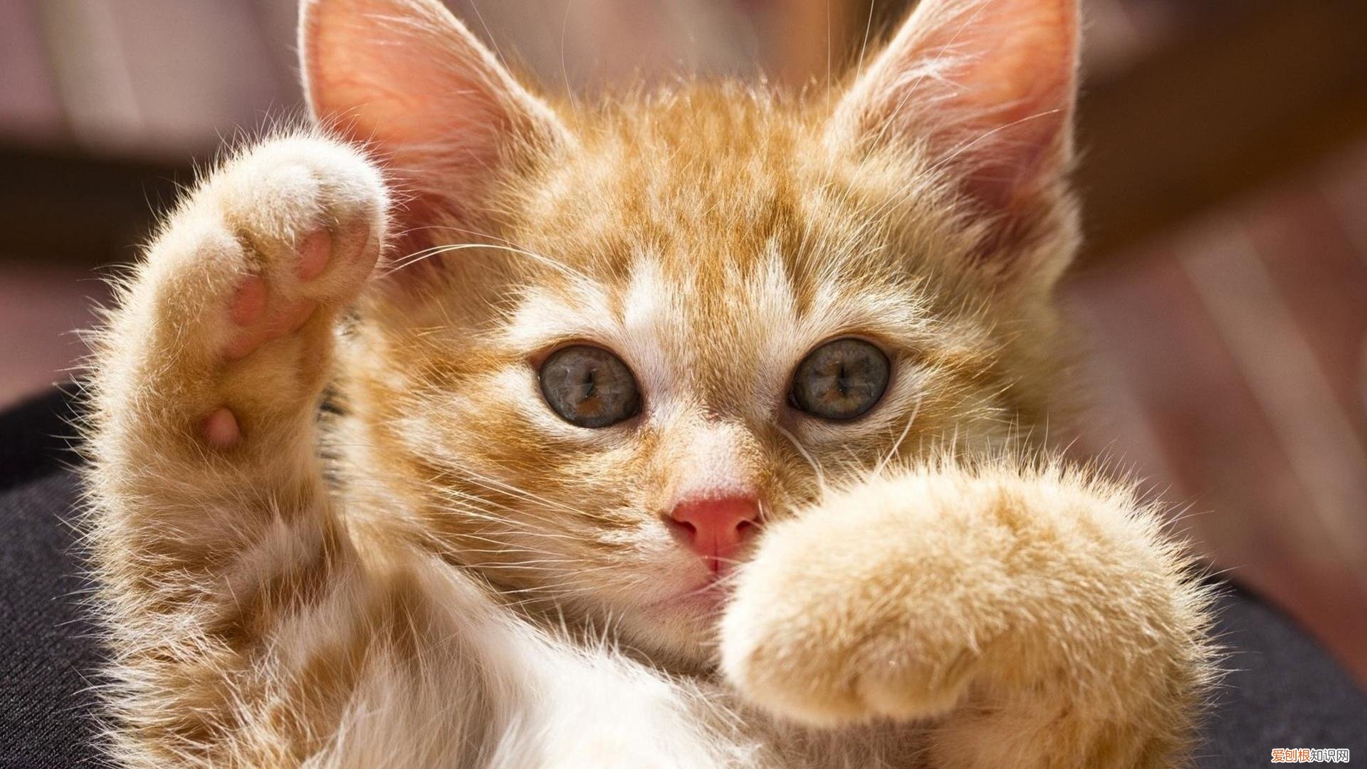 猫咪常见的几种病，养宠小知识：猫咪常见的七种疾病，你都了解吗？