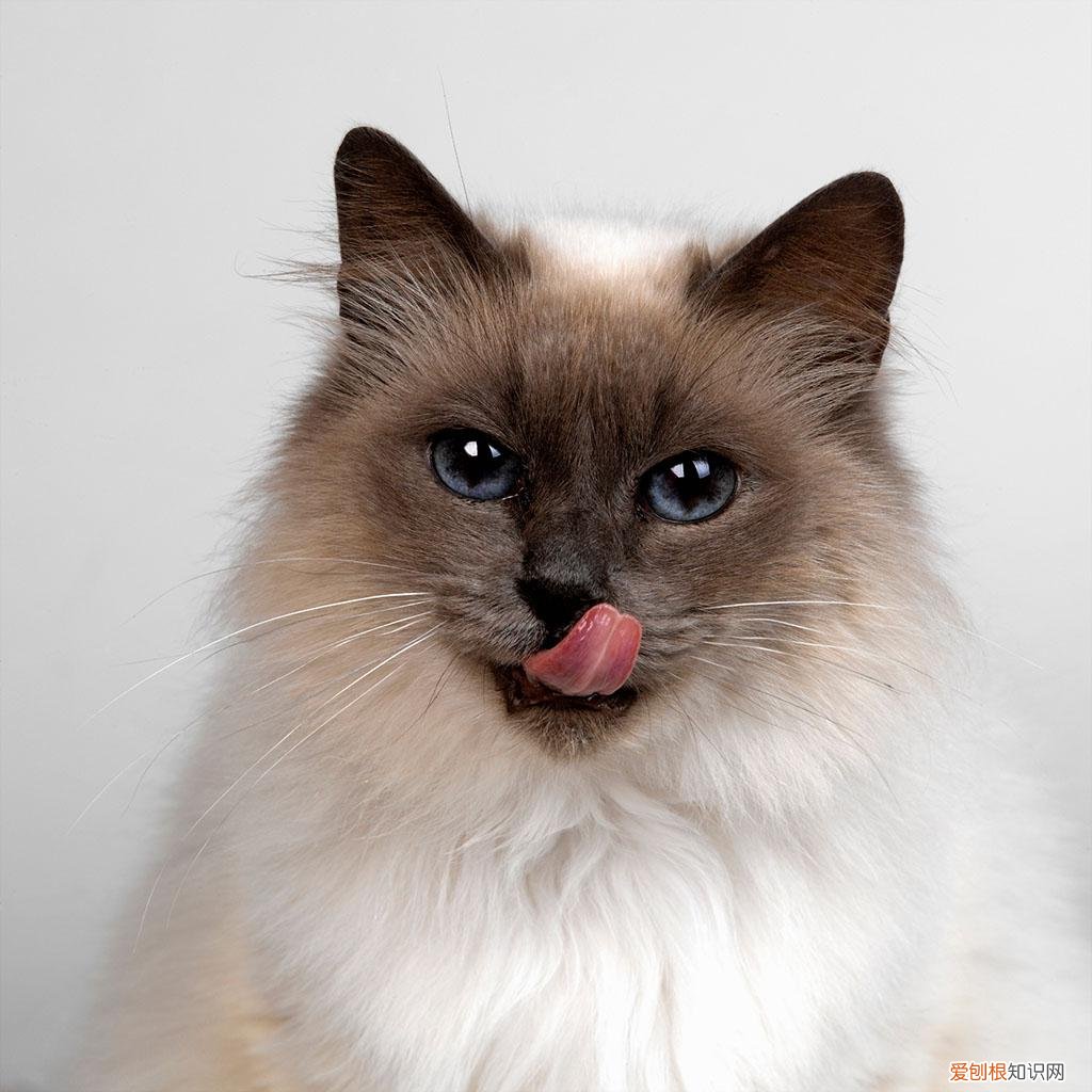 猫咪常见的几种病，养宠小知识：猫咪常见的七种疾病，你都了解吗？