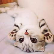 猫咪常见的几种病，养宠小知识：猫咪常见的七种疾病，你都了解吗？