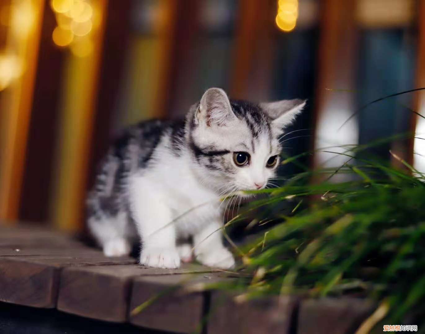 猫咪常见的几种病，养宠小知识：猫咪常见的七种疾病，你都了解吗？