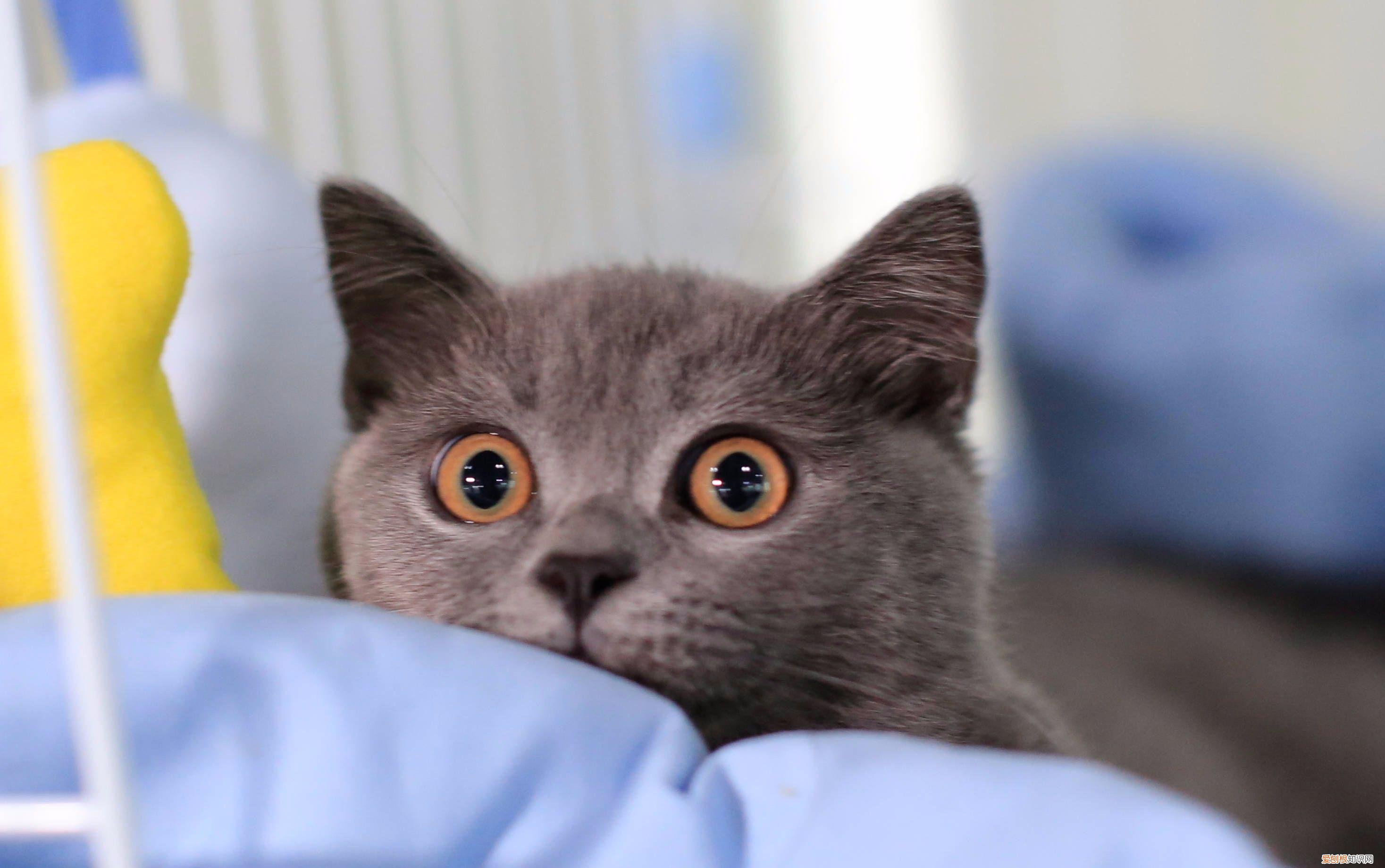 猫咪常见的几种病，养宠小知识：猫咪常见的七种疾病，你都了解吗？