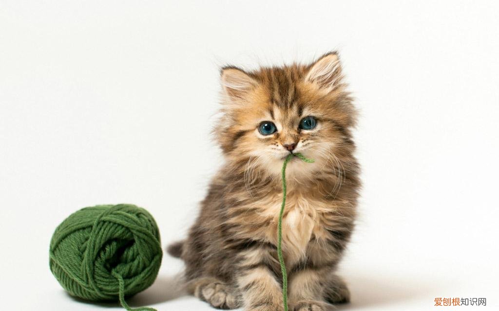 猫咪常见的几种病，养宠小知识：猫咪常见的七种疾病，你都了解吗？