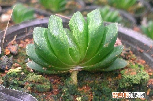 图 玉扇怎么养 玉扇的养殖方法和注意事项