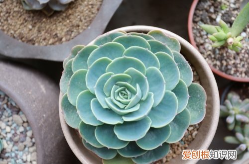 图 玉蝶怎么养 玉蝶的养殖方法和注意事项