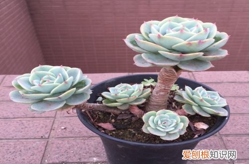 图 玉蝶怎么养 玉蝶的养殖方法和注意事项