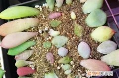 图 多肉叶插方法 多肉怎样叶插出芽率高