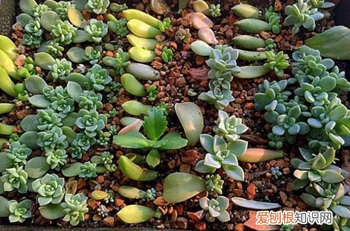 图 多肉叶插方法 多肉怎样叶插出芽率高