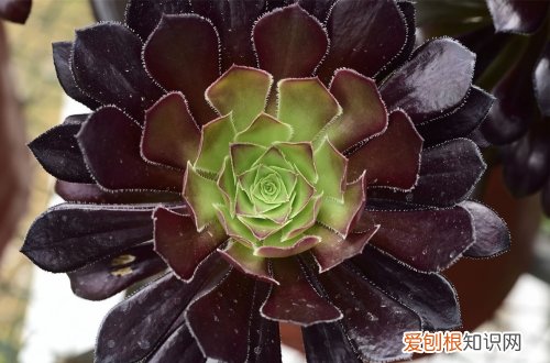 图 黑法师怎么养 黑法师的养殖方法和注意事项