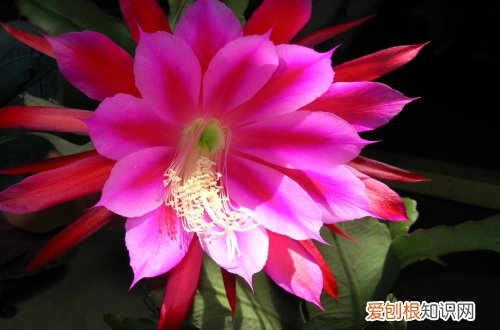 图 令箭荷花怎么养 令箭荷花的养殖方法和注意事项