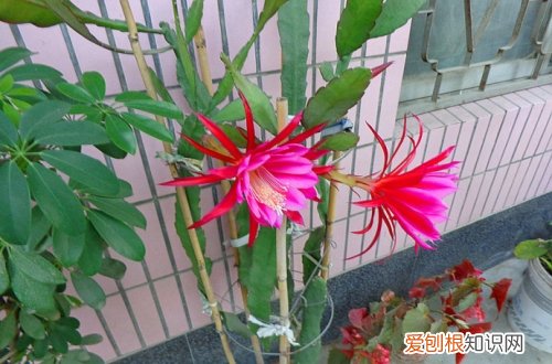 图 令箭荷花怎么养 令箭荷花的养殖方法和注意事项