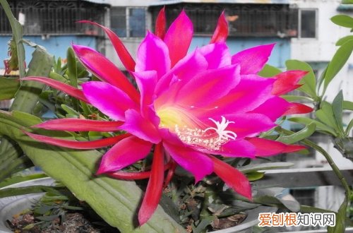 图 令箭荷花怎么养 令箭荷花的养殖方法和注意事项