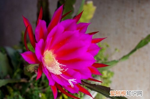 图 令箭荷花怎么养 令箭荷花的养殖方法和注意事项