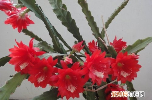图 令箭荷花怎么养 令箭荷花的养殖方法和注意事项