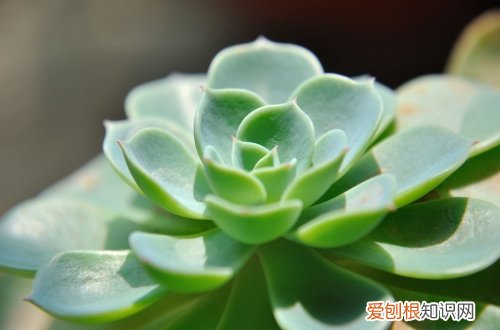 图 宝石花怎么养 宝石花的养殖方法和注意事项