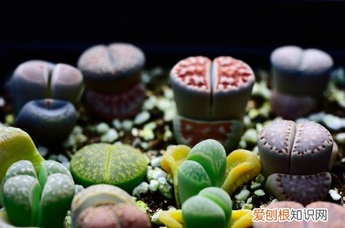 图 生石花怎么养 生石花的养殖方法和注意事项