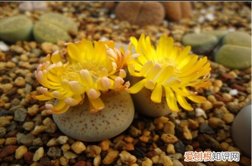 图 生石花怎么养 生石花的养殖方法和注意事项