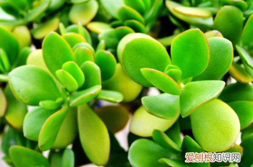 图 燕子掌怎么养 燕子掌的养殖方法和注意事项