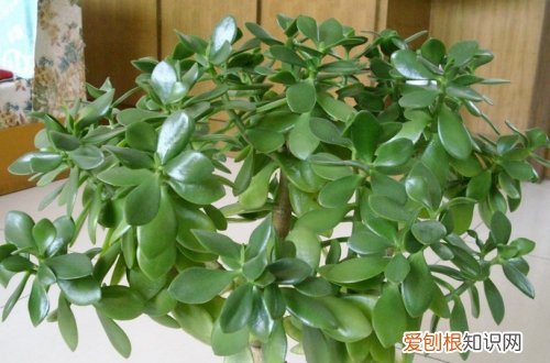 图 燕子掌怎么养 燕子掌的养殖方法和注意事项