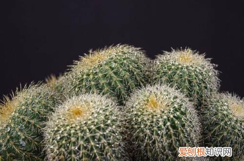 图 仙人球怎么养 仙人球的养殖方法和注意事项
