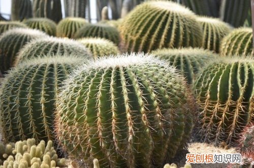 图 仙人球怎么养 仙人球的养殖方法和注意事项