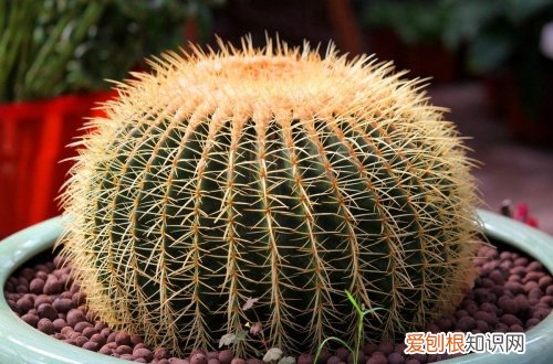 图 仙人球怎么养 仙人球的养殖方法和注意事项