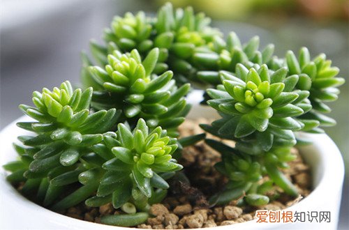 图 白花小松怎么养 白花小松的养殖方法和注意事项