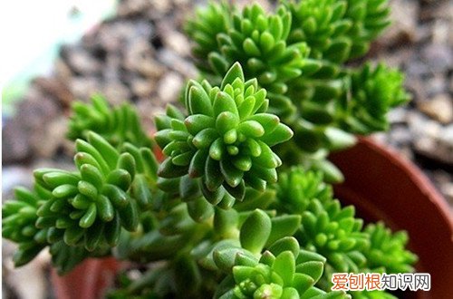 图 白花小松怎么养 白花小松的养殖方法和注意事项