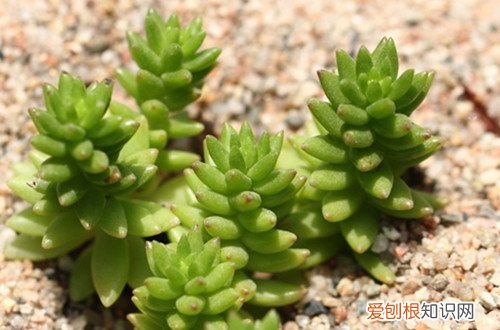 图 白花小松怎么养 白花小松的养殖方法和注意事项